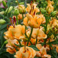  Лилия азиатская Apricot Fudge (Априкот Фьюдж)