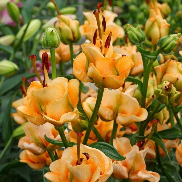  Лилия азиатская Apricot Fudge (Априкот Фьюдж)