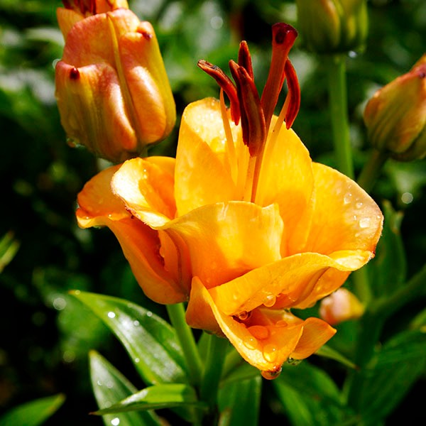  Лилия азиатская Apricot Fudge (Априкот Фьюдж)