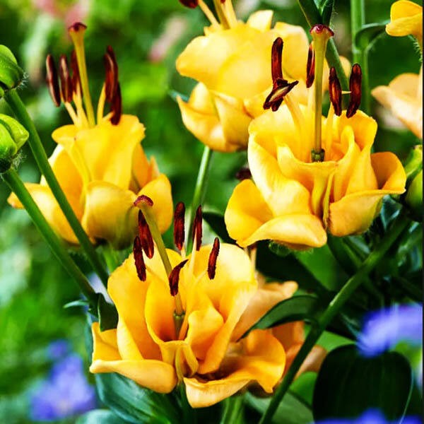  Лилия азиатская Apricot Fudge (Априкот Фьюдж)