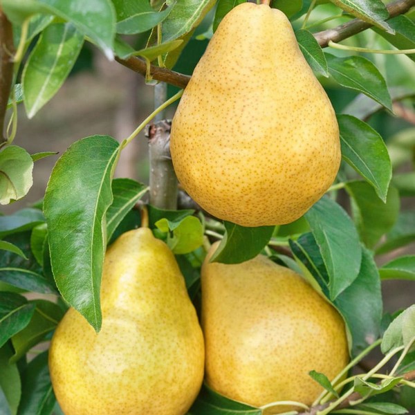 Саженцы Груша Дюшес