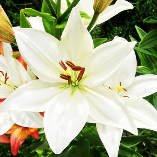  Лилия ЛА гибрид Bright Diamond (Брайт Диамонд)