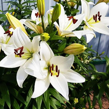  Лилия ЛА гибрид Bright Diamond (Брайт Диамонд)