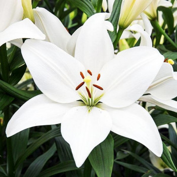  Лилия ЛА гибрид Bright Diamond (Брайт Диамонд)