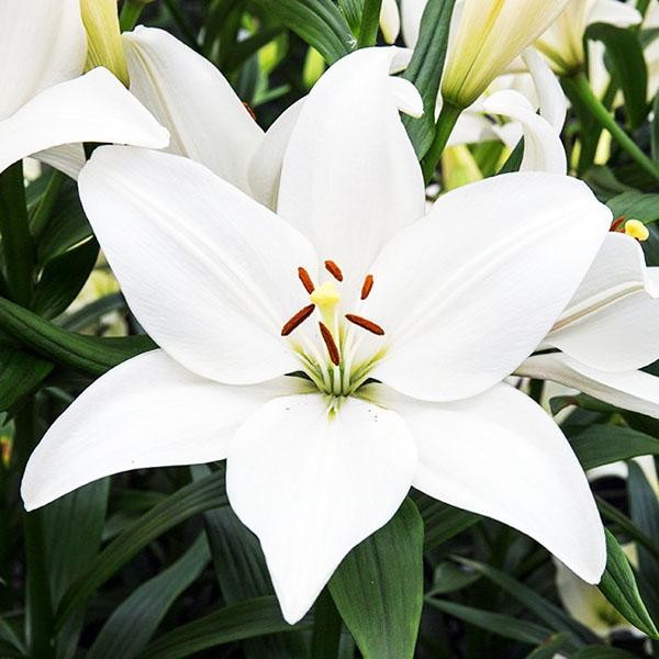  Лилия ЛА гибрид Bright Diamond (Брайт Диамонд)