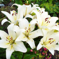  Лилия ЛА гибрид Bright Diamond (Брайт Диамонд)