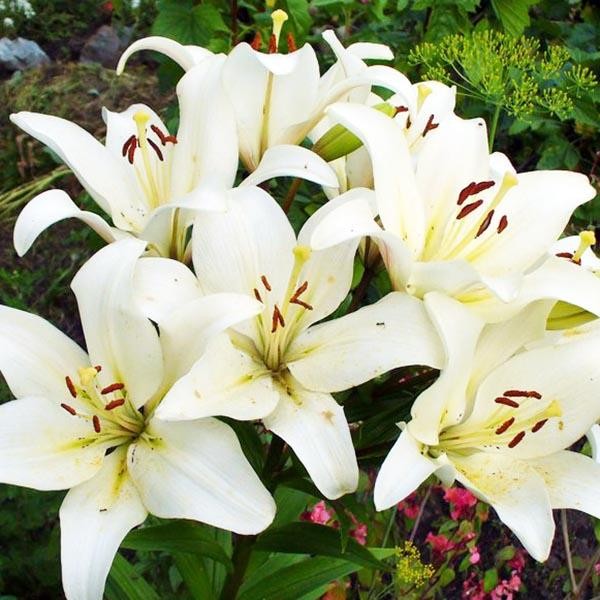  Лилия ЛА гибрид Bright Diamond (Брайт Диамонд)