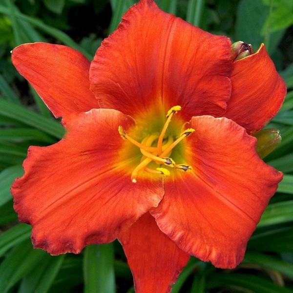 Саженцы Лилейник Amadeus (Амадеус)