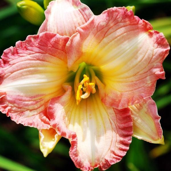 Саженцы Лилейник Lorynn Nicole (Лорин Николь)