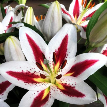  Лилия восточная Big Smile (Биг Смайл)