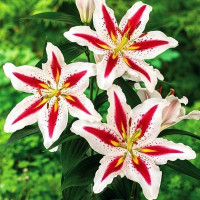  Лилия восточная Big Smile (Биг Смайл)