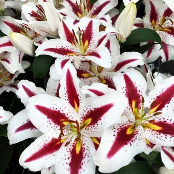 Лилия восточная Big Smile (Биг Смайл)