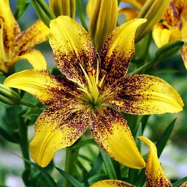  Лилия ЛА гибрид Golden Stonе (Голден Стоун)