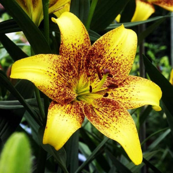  Лилия ЛА гибрид Golden Stonе (Голден Стоун)