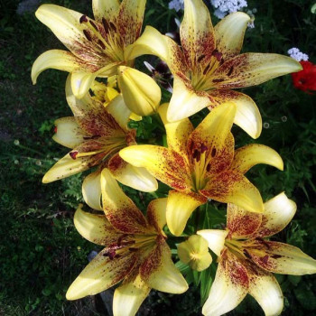  Лилия ЛА гибрид Golden Stonе (Голден Стоун)