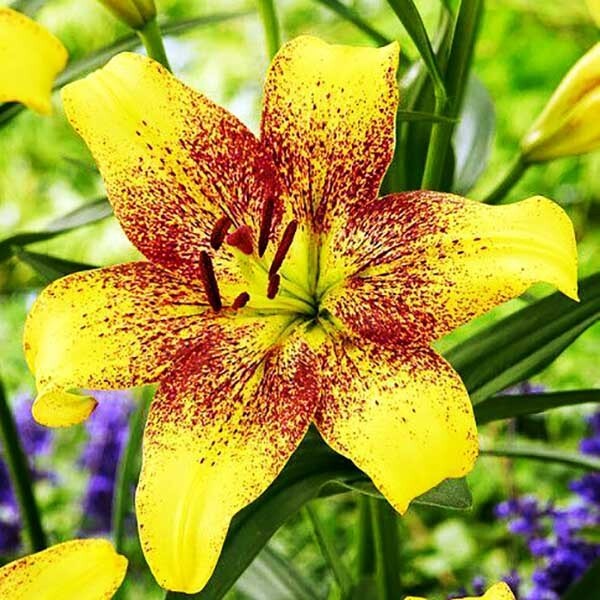  Лилия ЛА гибрид Golden Stonе (Голден Стоун)