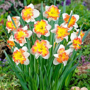 Нарцисс сплит-корона Таурус (в упаковке - 3шт.)