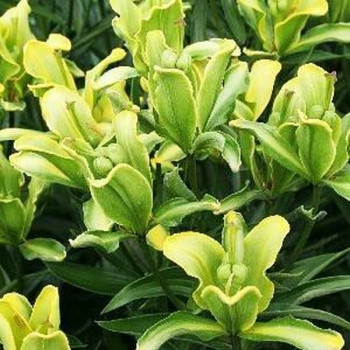  Лилия азиатская P413 (TA 7090-575) (P413)