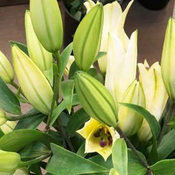  Лилия азиатская P413 (TA 7090-575) (P413)