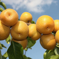 Саженцы Груша китайская Нэши