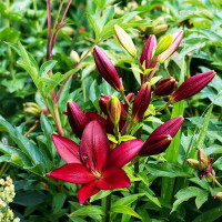  Лилия ЛА гибрид Kamsberg (Камсберг)