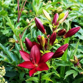  Лилия ЛА гибрид Kamsberg (Камсберг)