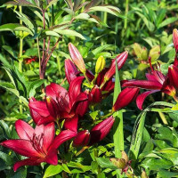  Лилия ЛА гибрид Kamsberg (Камсберг)