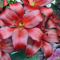  Лилия ЛА гибрид Kamsberg (Камсберг)