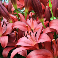  Лилия ЛА гибрид Kamsberg (Камсберг)