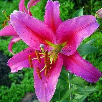  Лилия восточная Acapulco (Акапулько)