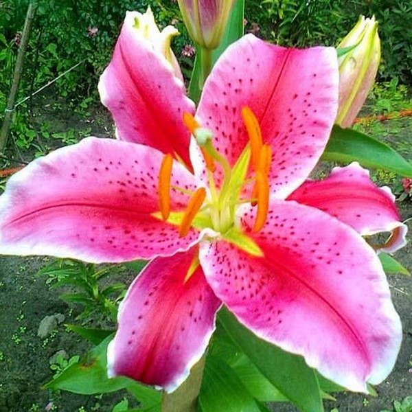  Лилия восточная Acapulco (Акапулько)