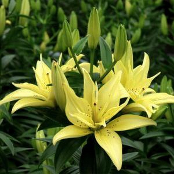  Лилия азиатская Mountain Joy (Маунтейн Джой)