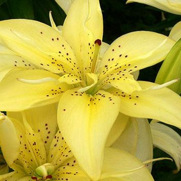  Лилия азиатская Mountain Joy (Маунтейн Джой)