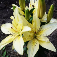  Лилия азиатская Mountain Joy (Маунтейн Джой)