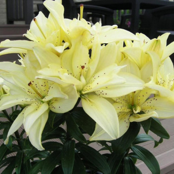  Лилия азиатская Mountain Joy (Маунтейн Джой)