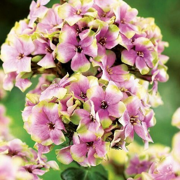 Саженцы Флокс Sherbet Blend (Щербет Бленд)