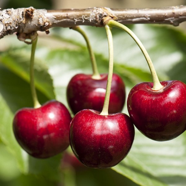 Саженцы Вишня Призвание