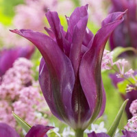 Тюльпан лилиецветный Пурпл Долл (в упаковке - 3шт.)