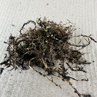 Саженцы Флокс Errötendes Mädchen (Эвэтнес Митьен)