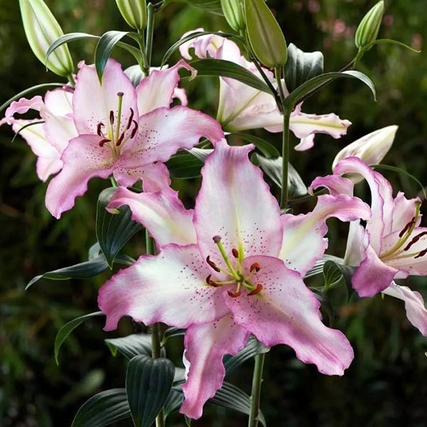  Лилия восточная Brasilia (Бразилия)