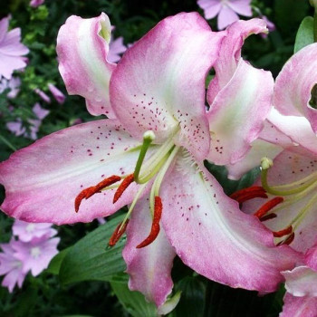  Лилия восточная Brasilia (Бразилия)