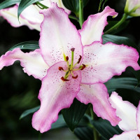  Лилия восточная Brasilia (Бразилия)