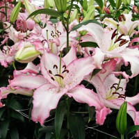  Лилия восточная Brasilia (Бразилия)