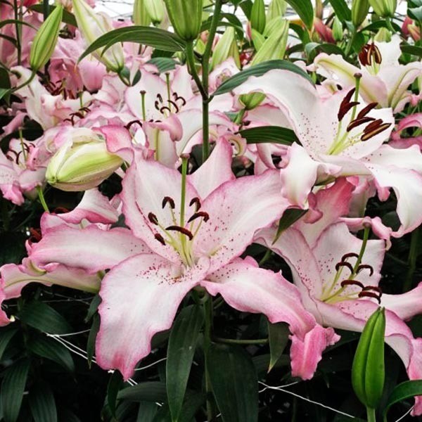  Лилия восточная Brasilia (Бразилия)