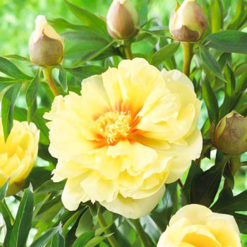 Пион (Ито-гибрид) Бартзелла