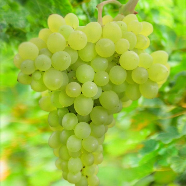 Саженцы Виноград Ляна