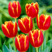 Тюльпан Триумф Лаура Фьюджи (в упаковке - 3шт.)