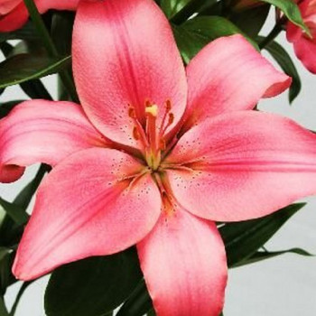  Лилия Манадо