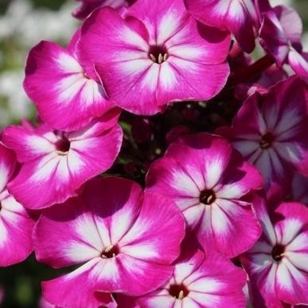 Саженцы Флокс Modern Art (Модерн Арт)