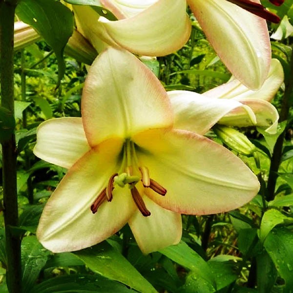  Лилия ОТ гибрид Boogie Voogie (Буги Вуги)